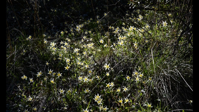 Erythronium multiscapideum Sierra Fawn Lily, Erythronium multiscapideum