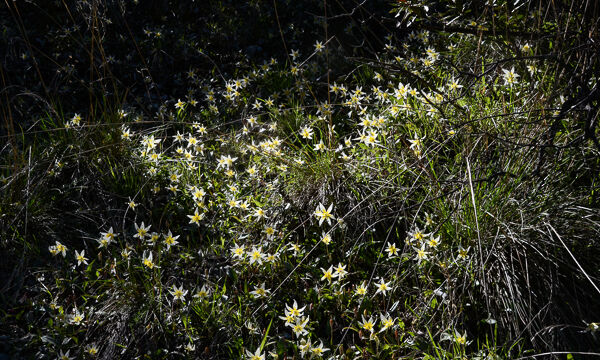 Erythronium multiscapideum Sierra Fawn Lily, Erythronium multiscapideum