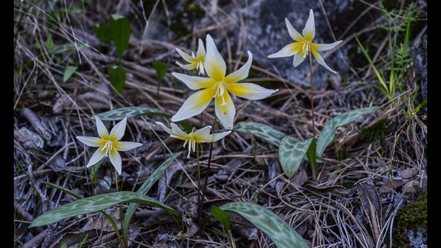 Erythronium multiscapideum Sierra Fawn Lily, Erythronium multiscapideum