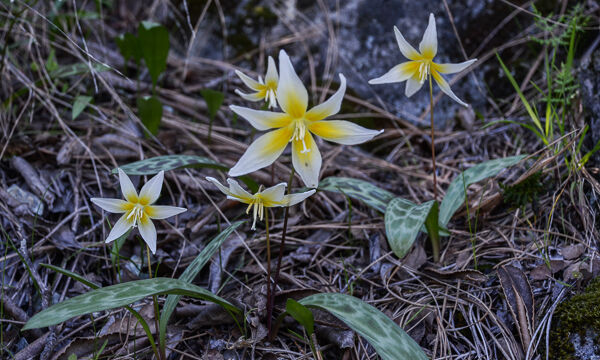 Erythronium multiscapideum Sierra Fawn Lily, Erythronium multiscapideum