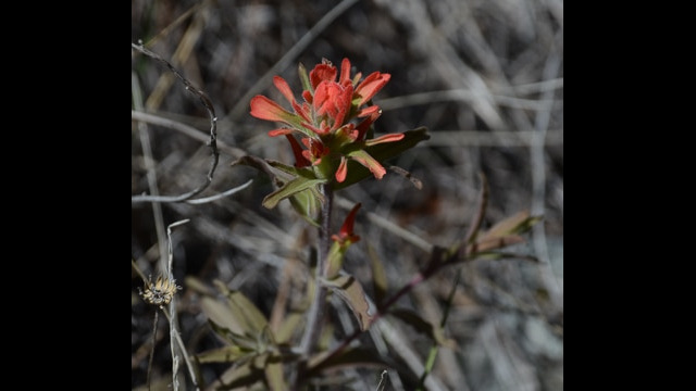 Castilleja sp. Indian Paintbrush, Castilleja sp.