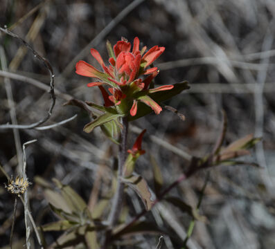 Castilleja sp. Indian Paintbrush, Castilleja sp.