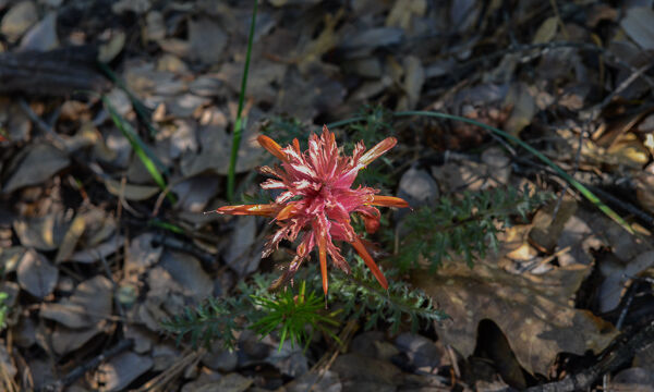 Pedicularis densiflora Indian Warrior, Pedicularis densiflora