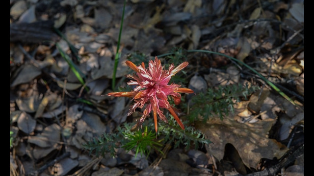 Pedicularis densiflora Indian Warrior, Pedicularis densiflora