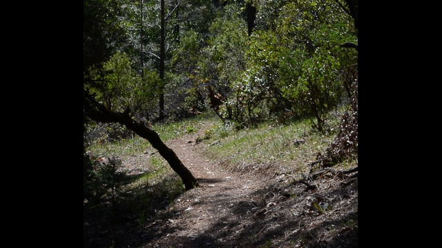 Trail further down the hill