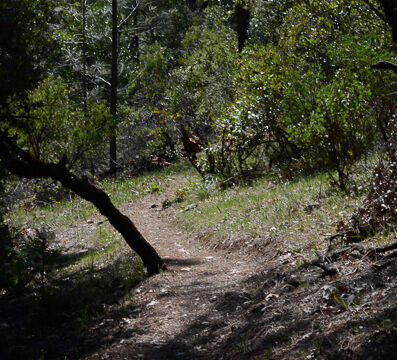 Trail further down the hill