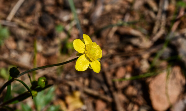 Ranunculus occidentalis Western Buttercup, Ranunculus occidentalis