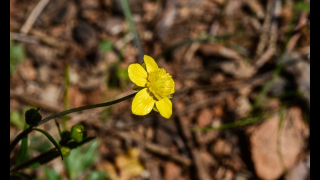 Ranunculus occidentalis Western Buttercup, Ranunculus occidentalis