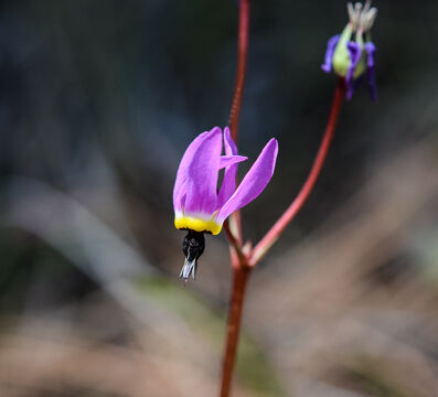 Primula hendersonii Henderson's Shooting Star, Primula hendersonii