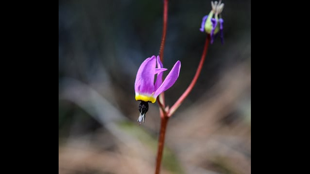 Primula hendersonii Henderson's Shooting Star, Primula hendersonii
