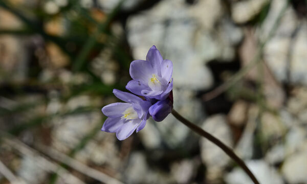 Dichelostemma capitatum Blue Dicks, Dichelostemma capitatum