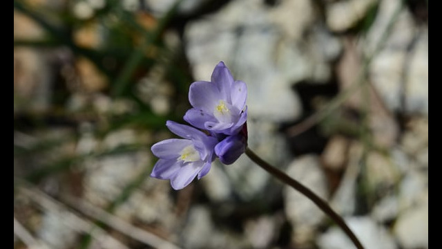 Dichelostemma capitatum Blue Dicks, Dichelostemma capitatum