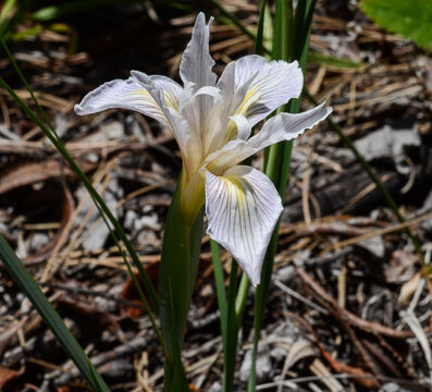 Iris hartwegii Hartweg's iris (aka Rainbow iris), Iris hartwegii