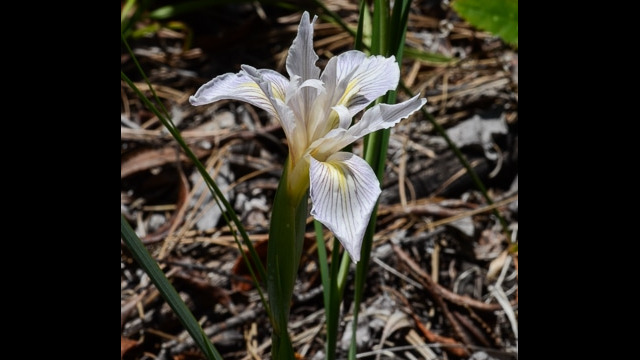 Iris hartwegii Hartweg's iris (aka Rainbow iris), Iris hartwegii