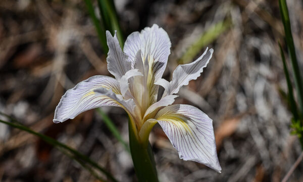 Iris hartwegii Hartweg's iris (aka Rainbow iris), Iris hartwegii