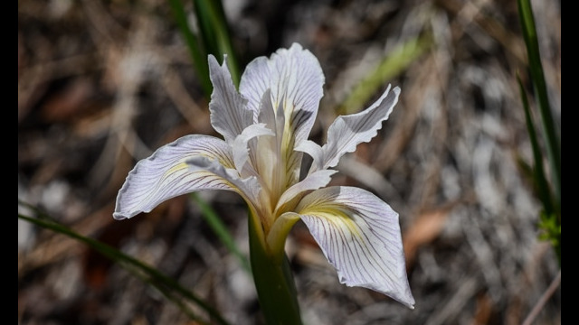 Iris hartwegii Hartweg's iris (aka Rainbow iris), Iris hartwegii