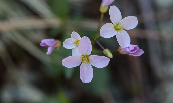 Cardamine californica Milkmaids, Cardamine californica