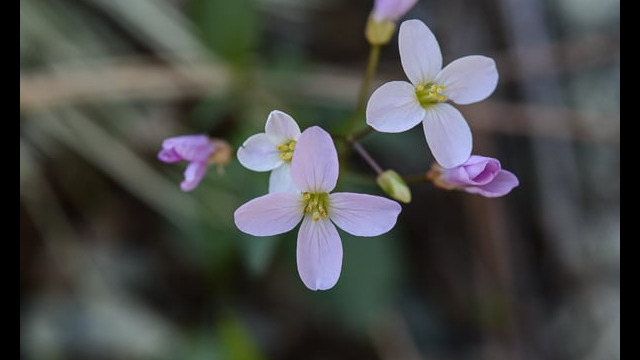 Cardamine californica Milkmaids, Cardamine californica
