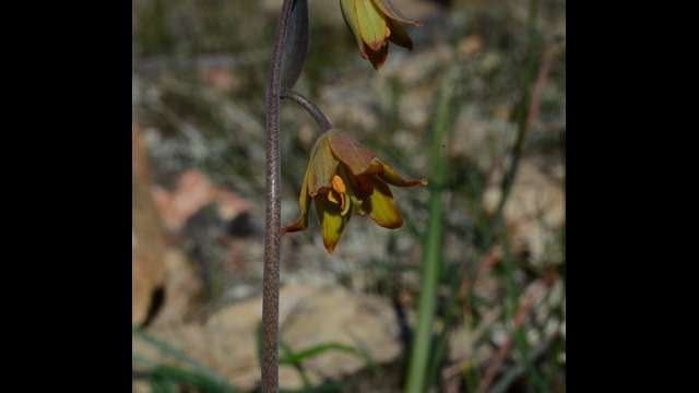 Fritillaria eastwoodiae Butte County Fritillary, Fritillaria eastwoodiae