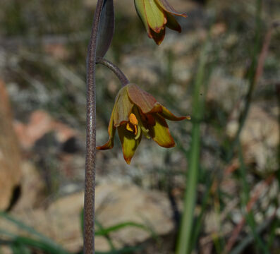 Fritillaria eastwoodiae Butte County Fritillary, Fritillaria eastwoodiae