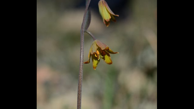 Fritillaria eastwoodiae Butte County Fritillary, Fritillaria eastwoodiae