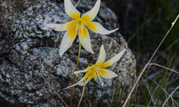 Erythronium multiscapideum Sierra Fawn Lily. Erythronium multiscapideum