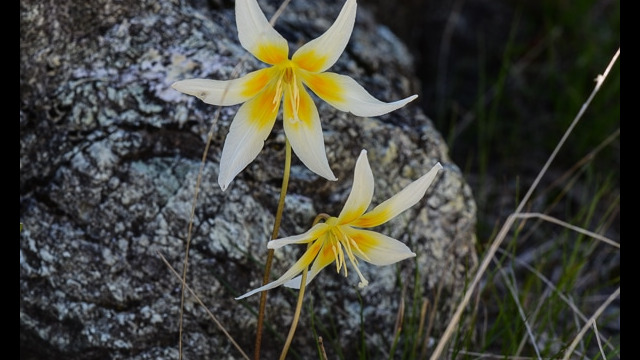 Erythronium multiscapideum Sierra Fawn Lily. Erythronium multiscapideum