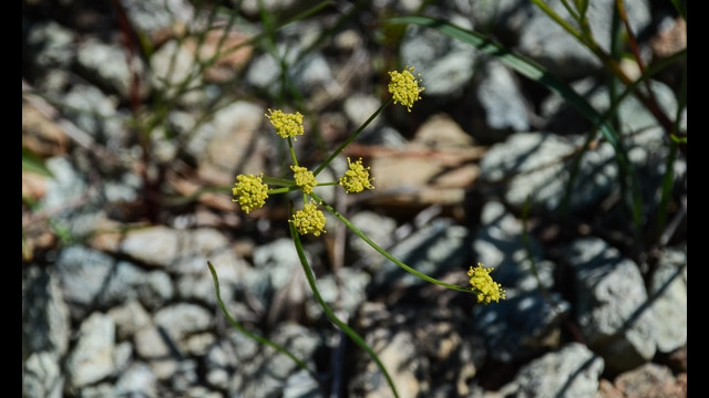 Lomatium marginatum var marginatum Butte Desertparsley, Lomatium marginatum var marginatum
