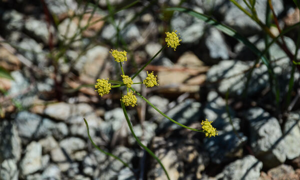 Lomatium marginatum var marginatum Butte Desertparsley, Lomatium marginatum var marginatum