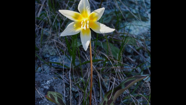 Erythronium multiscapideum Sierra Fawn Lily, Erythronium multiscapideum