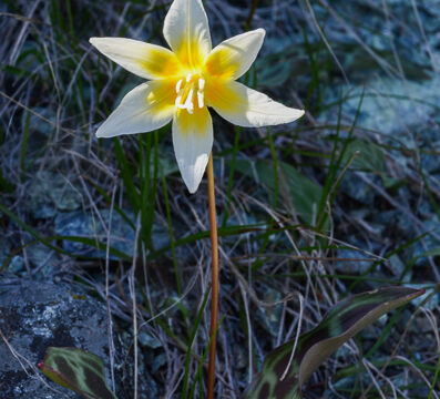 Erythronium multiscapideum Sierra Fawn Lily, Erythronium multiscapideum