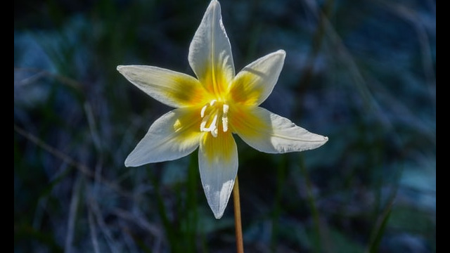 Erythronium multiscapideum Sierra Fawn Lily, Erythronium multiscapideum