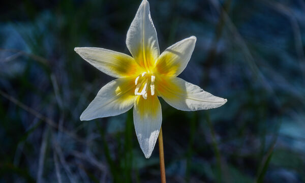 Erythronium multiscapideum Sierra Fawn Lily, Erythronium multiscapideum