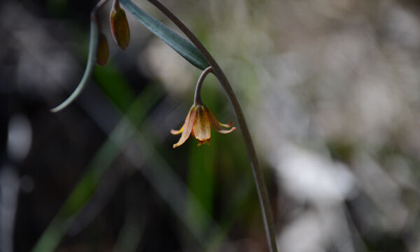 Fritillaria eastwoodiae Butte County Fritillary, Fritillaria eastwoodiae