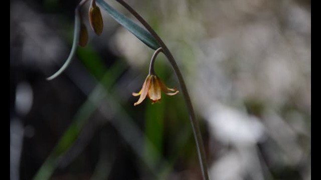 Fritillaria eastwoodiae Butte County Fritillary, Fritillaria eastwoodiae