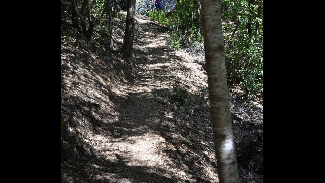 Shaded part of trail