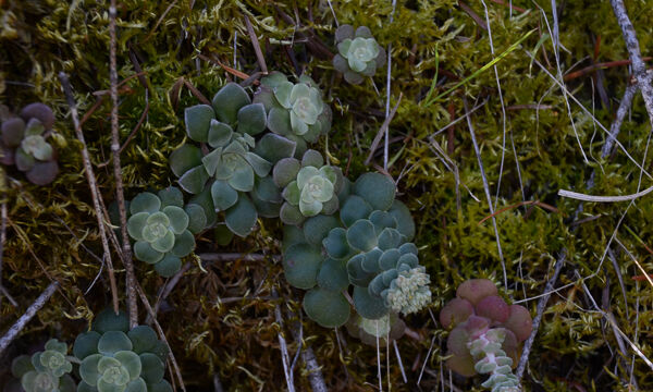 Sedum spathulifolium Pacific Stonecrop, Sedum spathulifolium