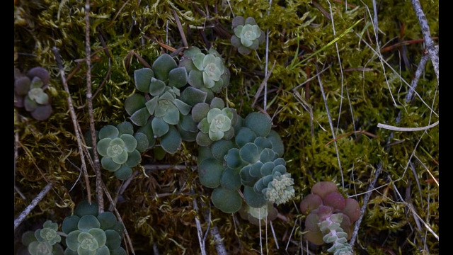 Sedum spathulifolium Pacific Stonecrop, Sedum spathulifolium