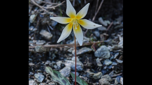 Erythronium multiscapideum Sierra Fawn Lily, Erythronium multiscapideum