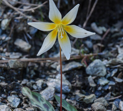 Erythronium multiscapideum Sierra Fawn Lily, Erythronium multiscapideum