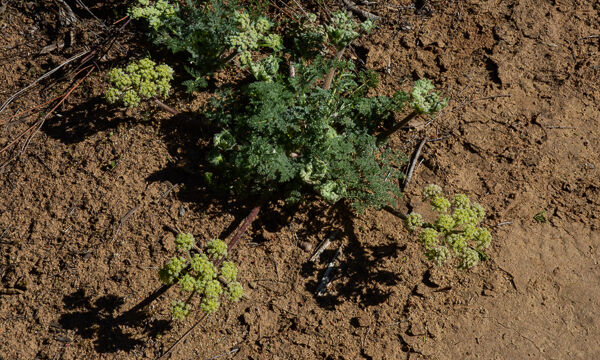Lomatium dasycarpum Hog Fennel, Lomatium dasycarpum