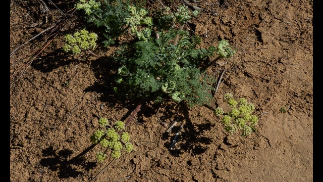 Lomatium dasycarpum Hog Fennel, Lomatium dasycarpum