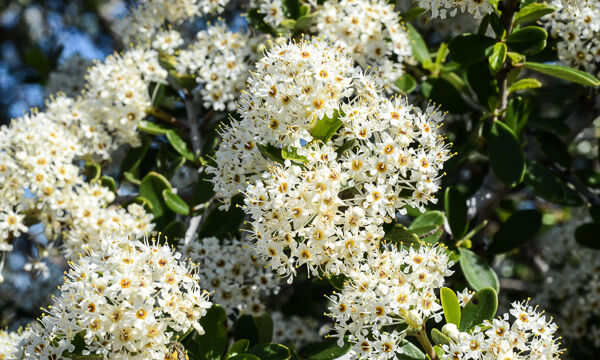 Ceanothus sp.
