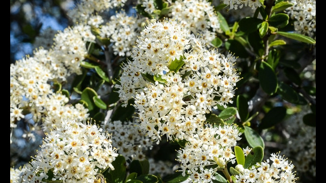 Ceanothus sp.
