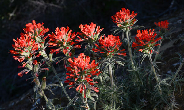 Castilleja foliolosa Woolly indian paintbrush, Castilleja foliolosa