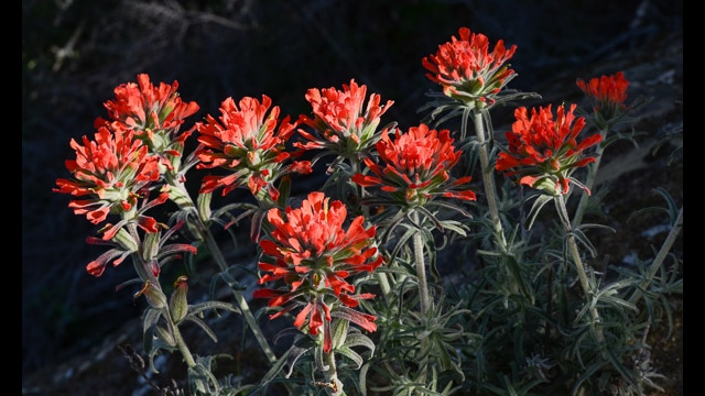 Castilleja foliolosa Woolly indian paintbrush, Castilleja foliolosa
