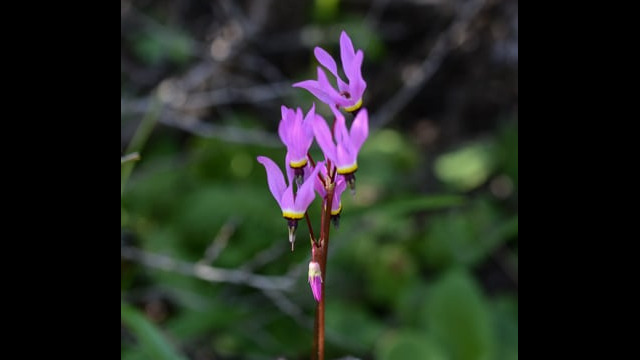 Primula hendersonii Foothill Shooting Star, Primula hendersonii