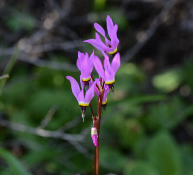 Primula hendersonii Foothill Shooting Star, Primula hendersonii