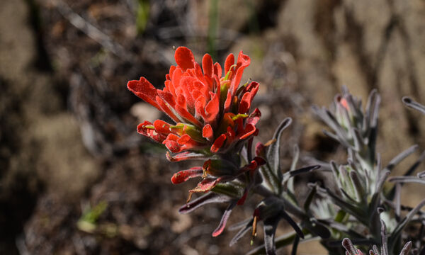 Castilleja foliolosa Woolly indian paintbrush, Castilleja foliolosa