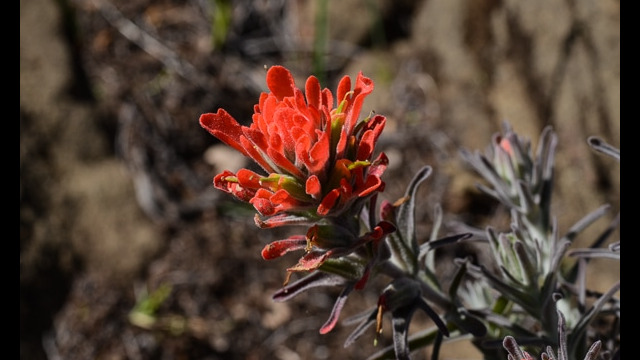 Castilleja foliolosa Woolly indian paintbrush, Castilleja foliolosa